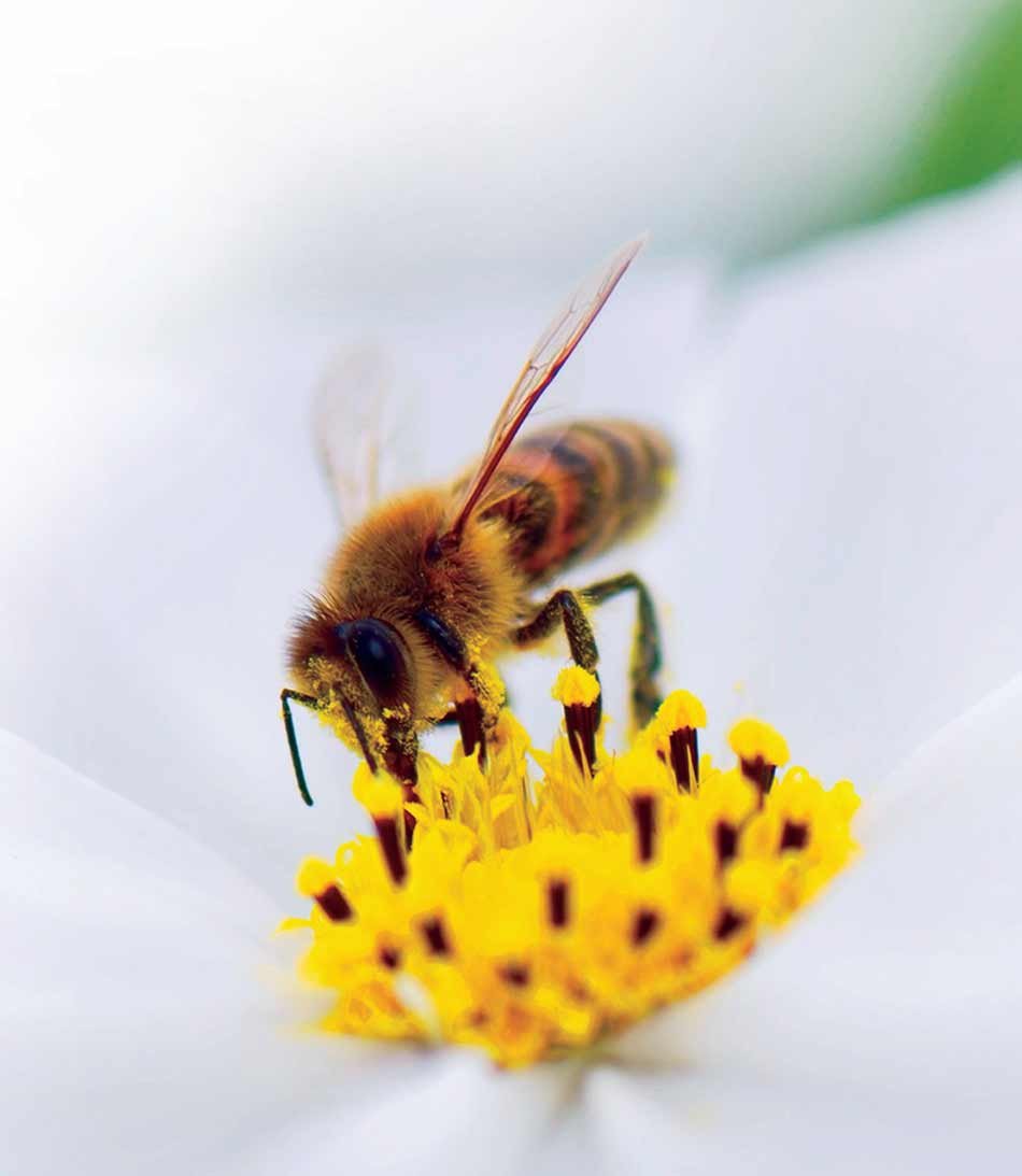 biodiversidad