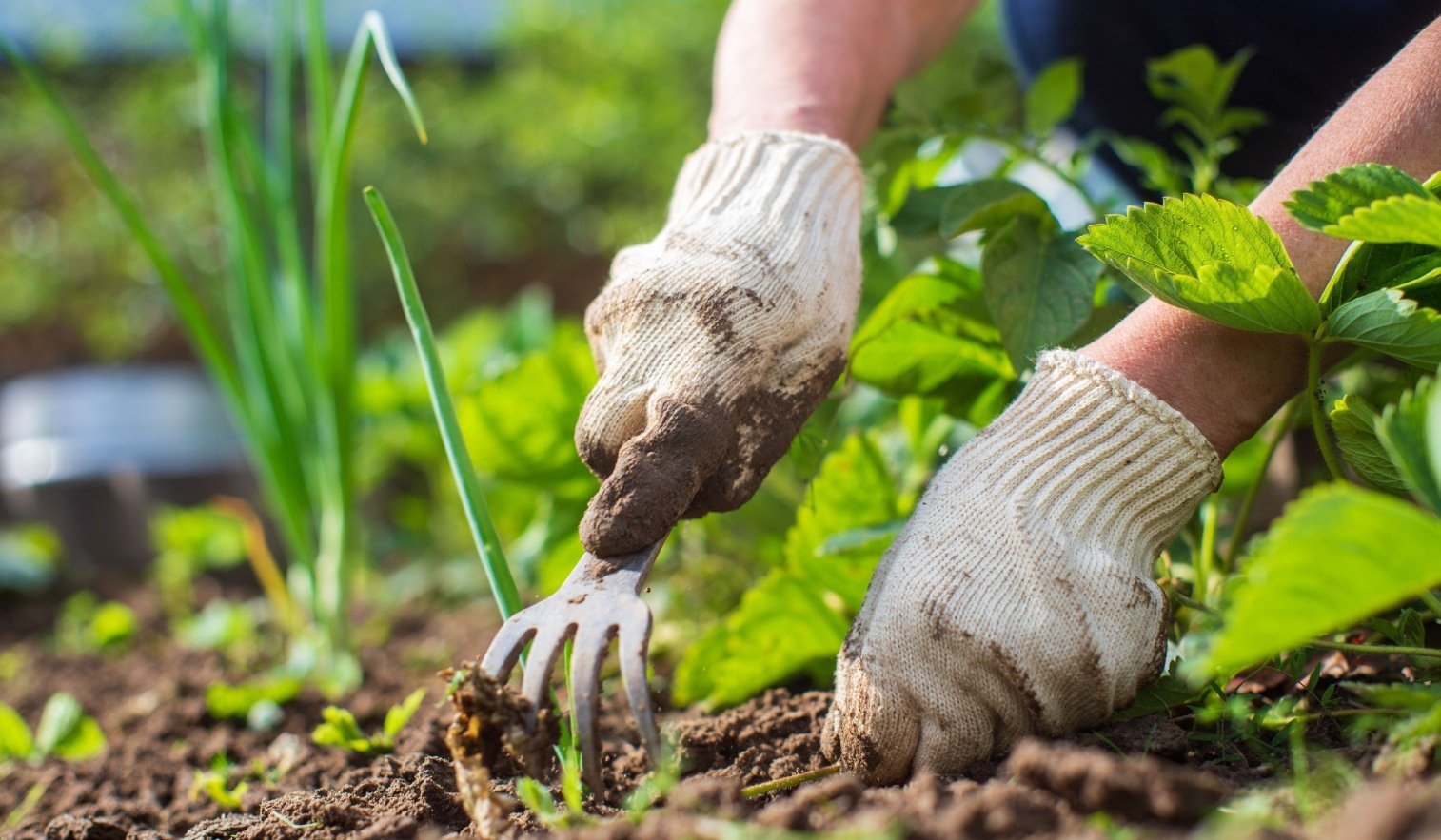 Diseño de jardines y huertos para empresas: un paso más hacia la sostenibilidad